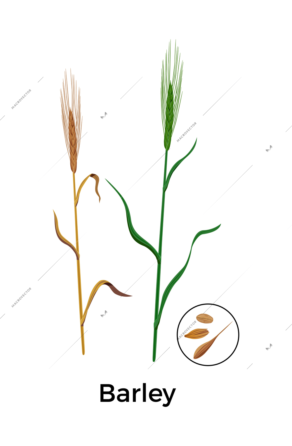Cereal plants seeds botanical composition with images of barley plants with round icon of seeds vector illustration