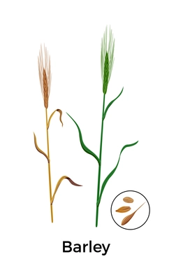 Cereal plants seeds botanical composition with images of barley plants with round icon of seeds vector illustration