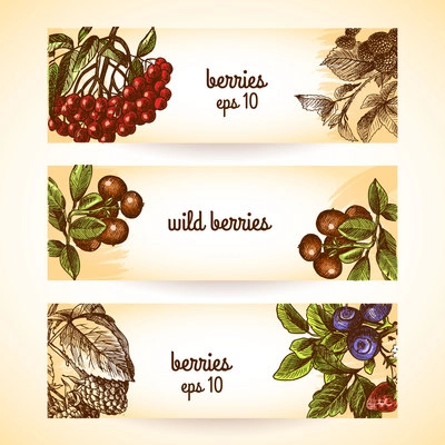 Natural organic berries set of blueberry cranberry blackberry sketch horizontal banners isolated vector illustration