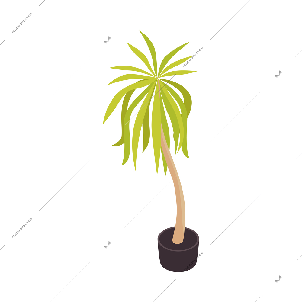 Isometric children room composition with isolated image of palm tree in flower pot vector illustration