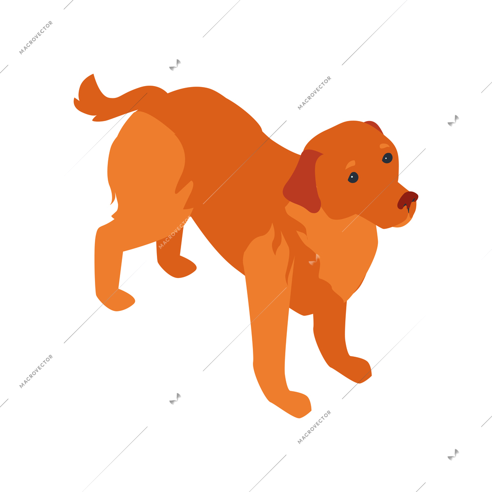 Isometric dog sitter walker service composition with isolated image of golden retriever vector illustration