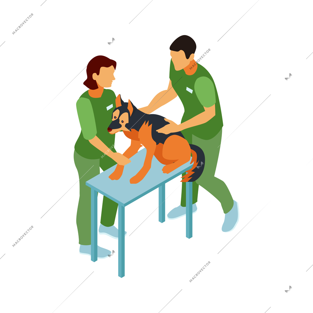 Isometric dog sitter walker service composition with pair of vets examining dog on table vector illustration