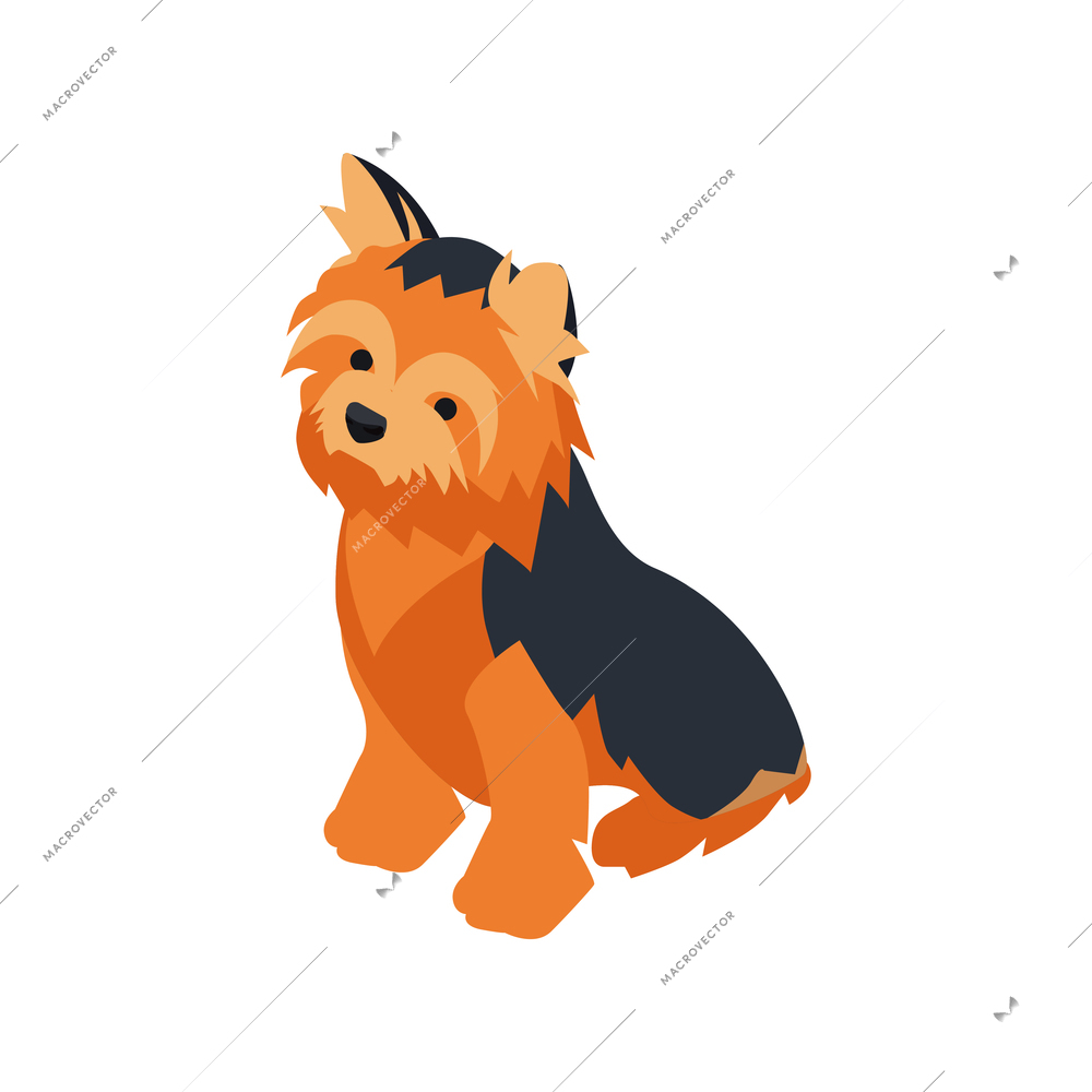 Isometric dog sitter walker service composition with isolated image of yorkshire terrier dog vector illustration