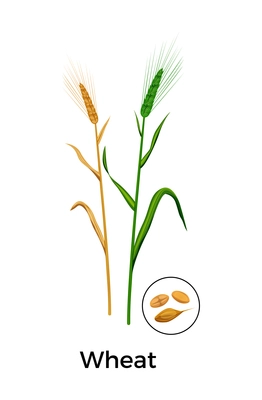 Cereal plants seeds botanical composition with images of wheat plants with round icon of seeds vector illustration