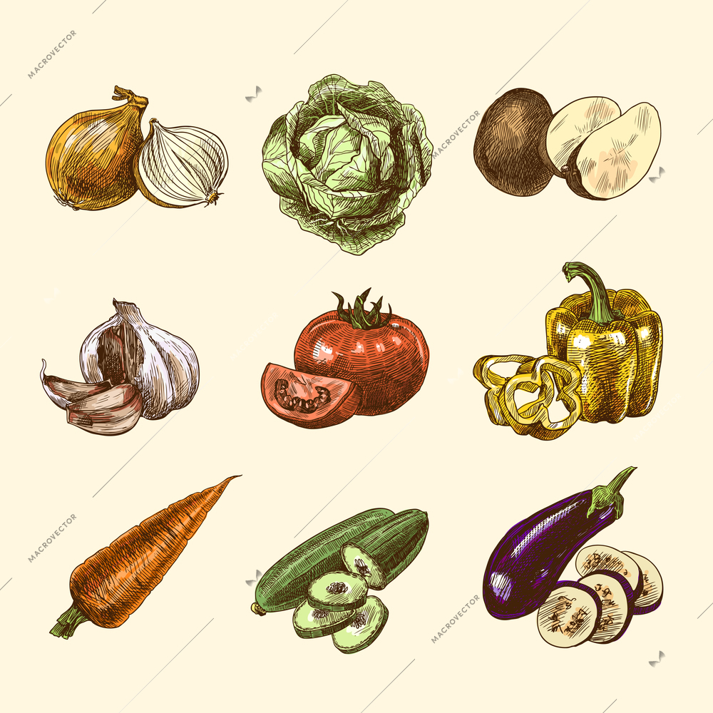 Vegetable natural organic fresh food color sketch set isolated vector illustration