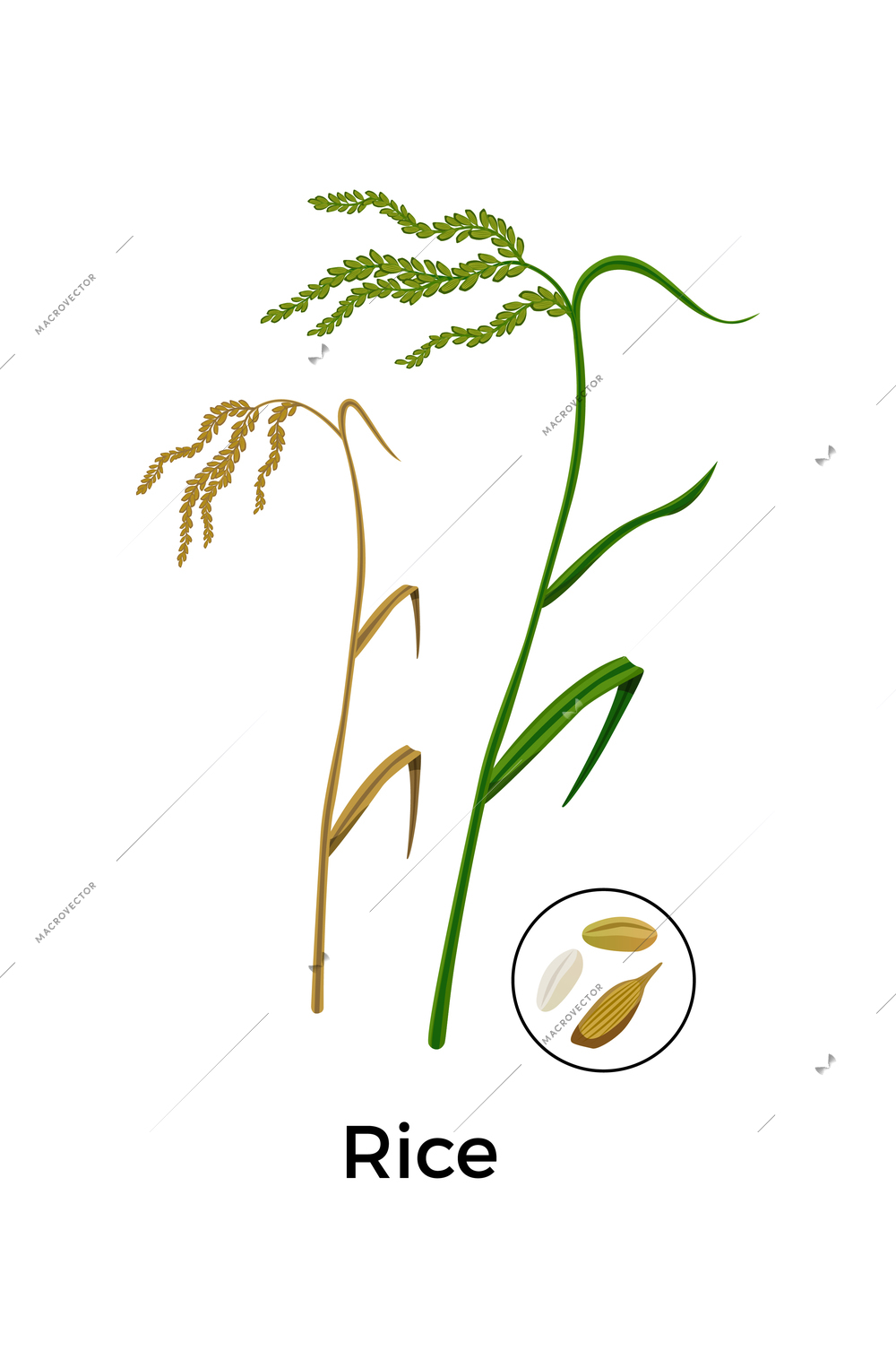 Cereal plants seeds botanical composition with images of rice plants with round icon of seeds vector illustration
