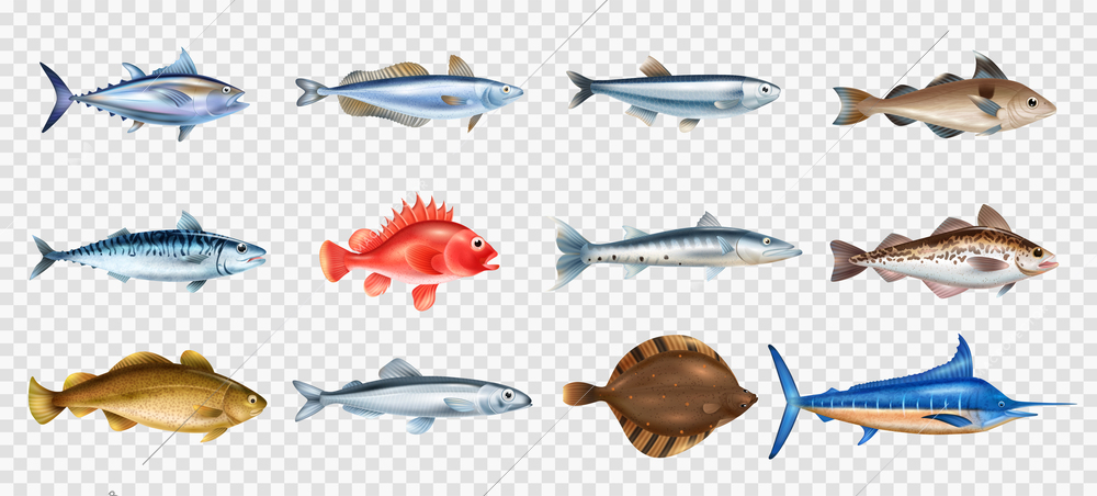 Sea fish realistic transparent set with different species symbols isolated vector illustration