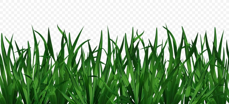 Realistic green grass on transparent background horizontal vector illustration