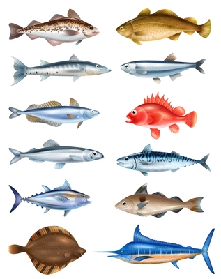 Sea fish realistic set with different types symbols isolated vector illustration