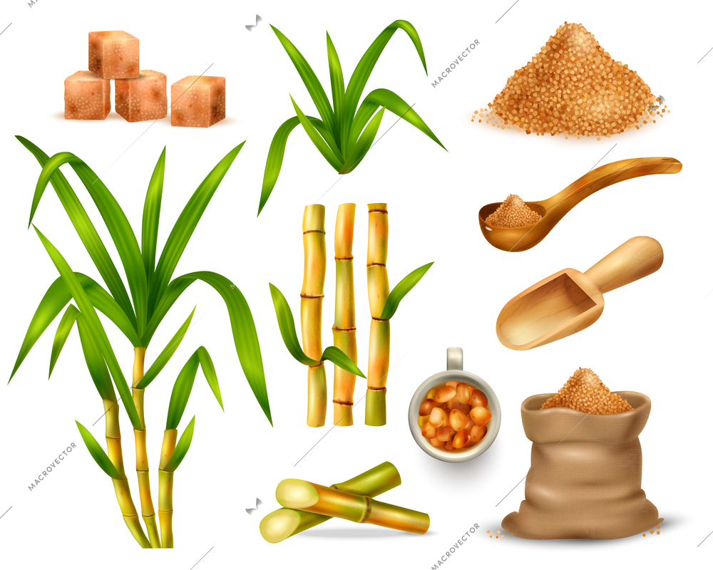 Sugar cane realistic set with manufacture symbols isolated vector illustration