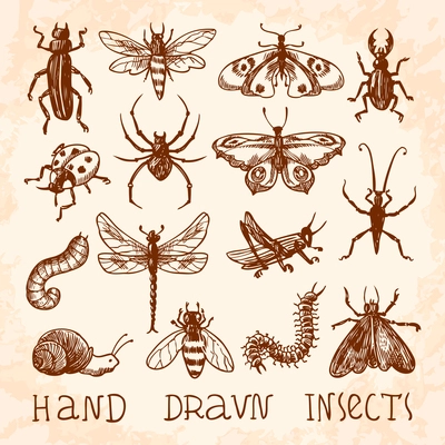 Insects sketch decorative icons set with dragonfly fly butterfly isolated vector illustration