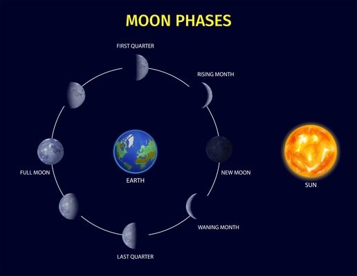 Moon phases realistic  infographic set with rising and new moon symbols vector illustration