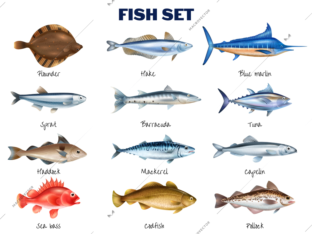 Sea fish realistic set with different fish species symbols isolated vector illustration