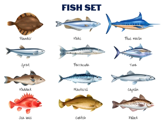 Sea fish realistic set with different fish species symbols isolated vector illustration