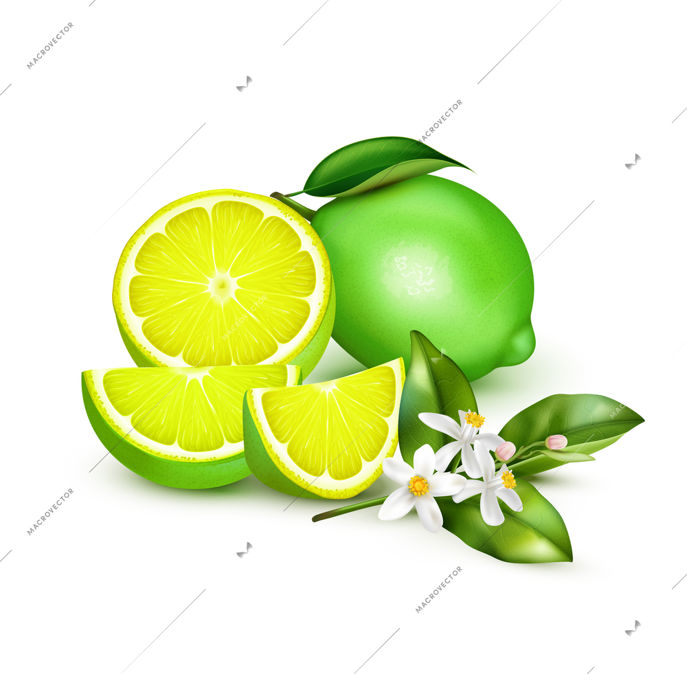 Fresh citrus lime fruit whole half quarter slice with flowering lemon twig realistic on white vector illustration