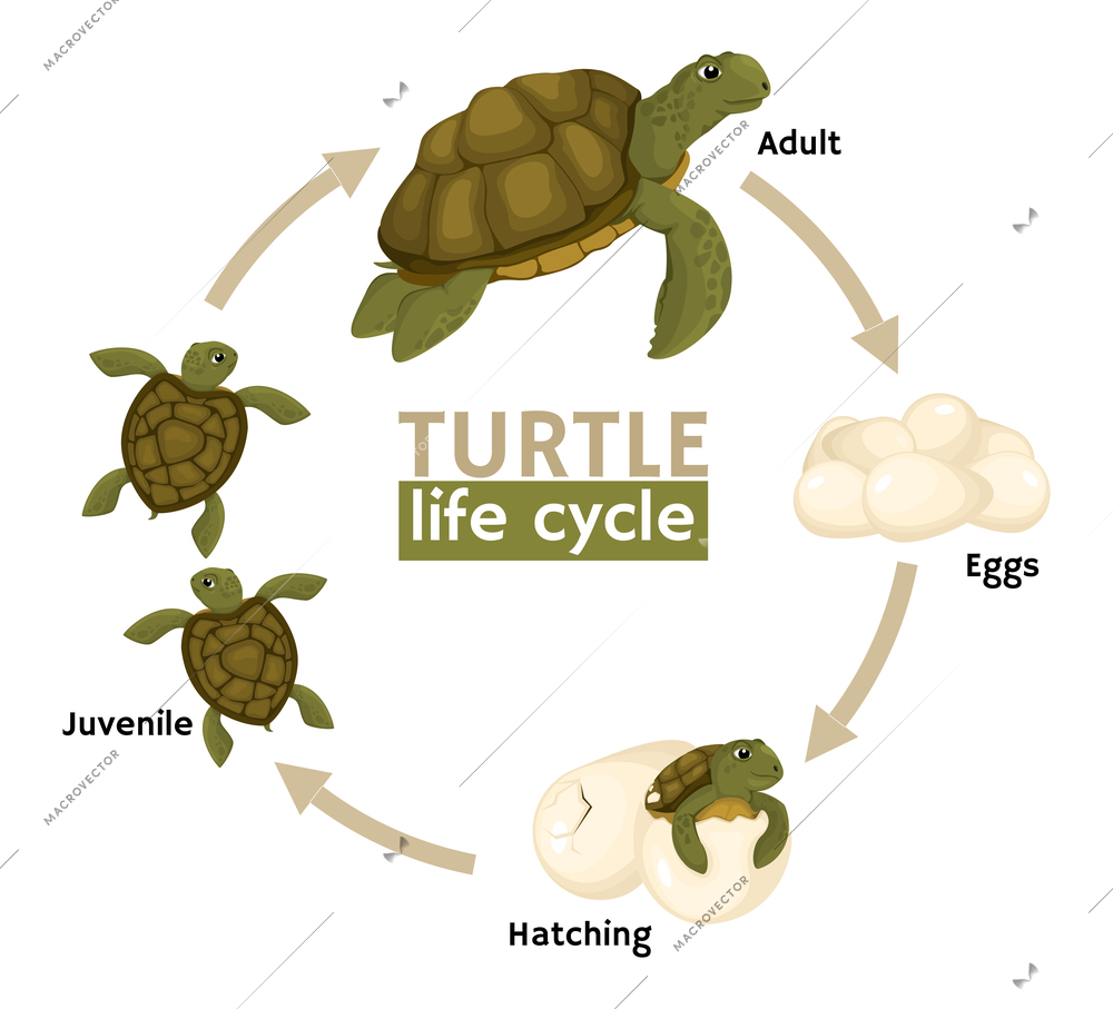 Turtle life cycle stages composition with flowchart of images with mature turtle and children with text vector illustration