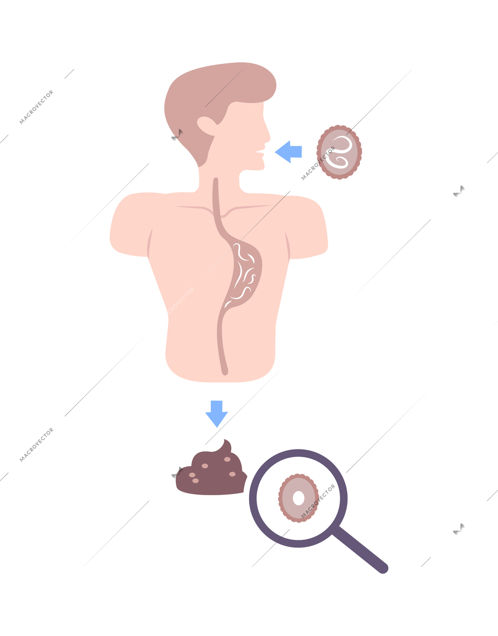 Helminths in human organs flat composition vector illustration