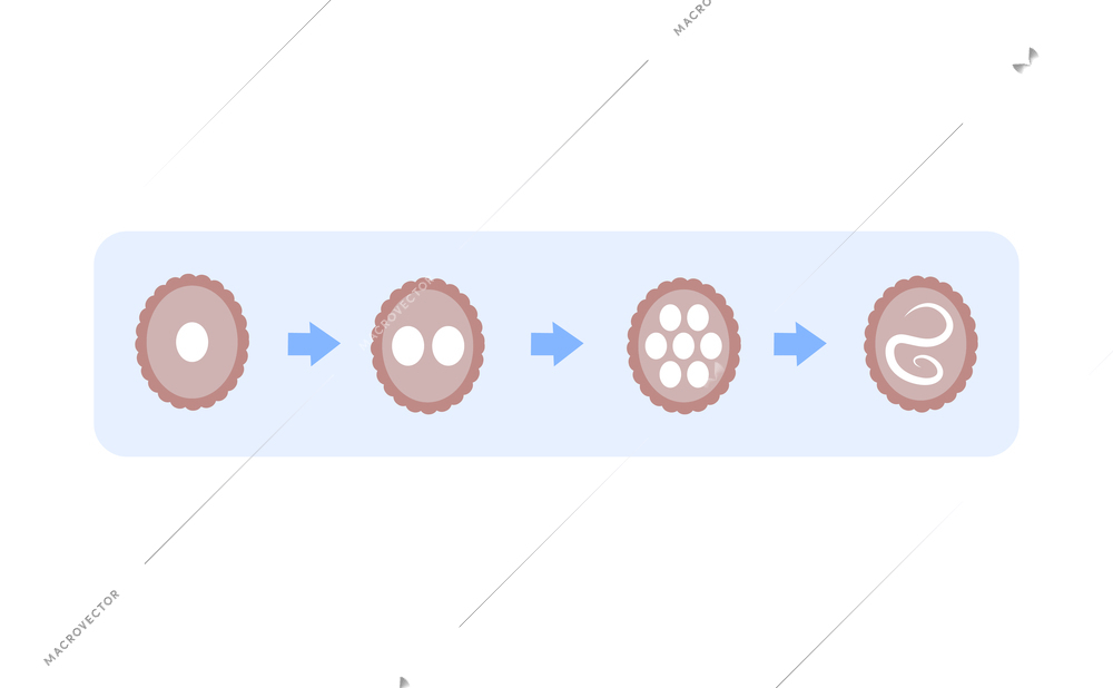 Flat icon with developmental stages of helminth vector illustration