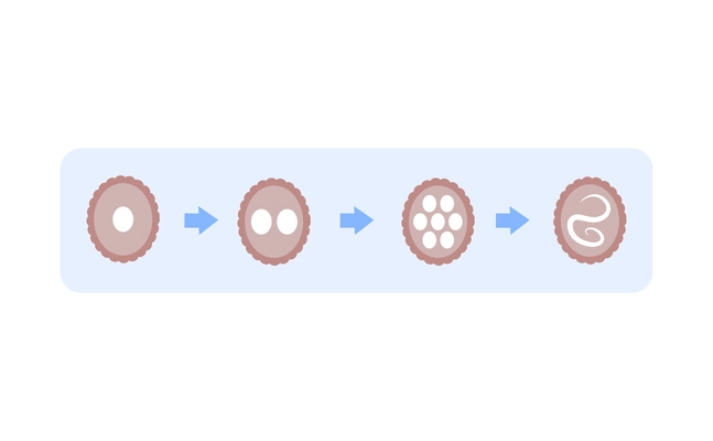 Flat icon with developmental stages of helminth vector illustration