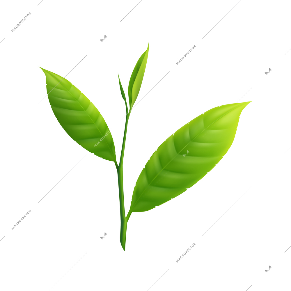 Green matcha tea leaves on white background realistic vector illustration