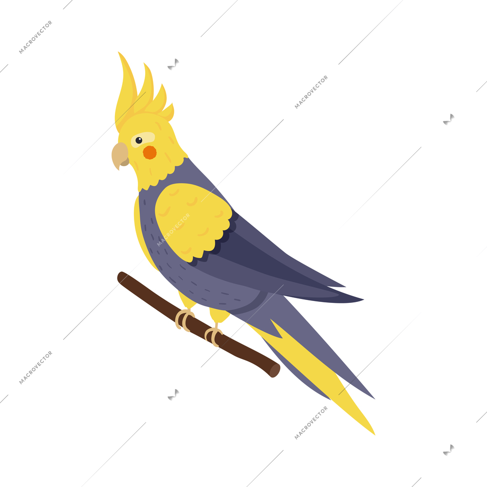 Isometric colorful cockatiel parrot sitting on branch 3d vector illustration