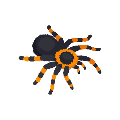 Realistic Spiders Diagram Colored Composition Spider Species Description  Them Vector Stock Vector by ©macrovector 617355090