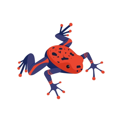 Blue and red exotic frog on white background isometric vector illustration