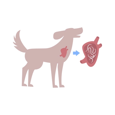 Flat composition with helminths in dogs organ vector illustration