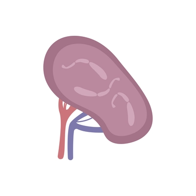 Helminths flat icon with parasitic worms in human kidney vector illustration