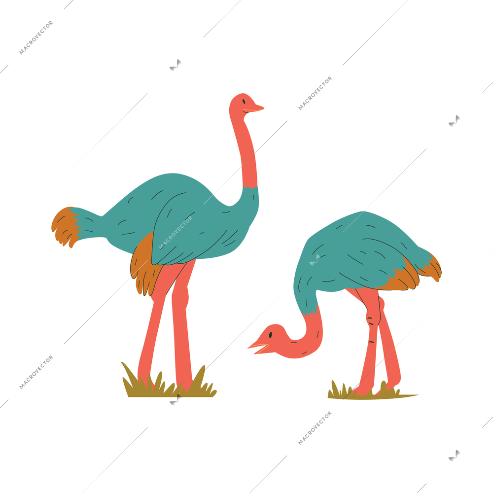 Two ostriches walking on grass flat vector illustration