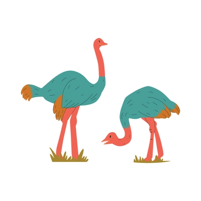 Two ostriches walking on grass flat vector illustration