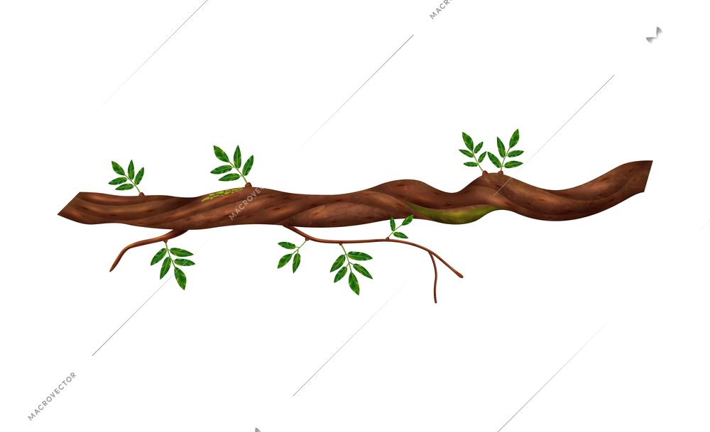 Realistic twisted jungle vine plant with green leaves vector illustration