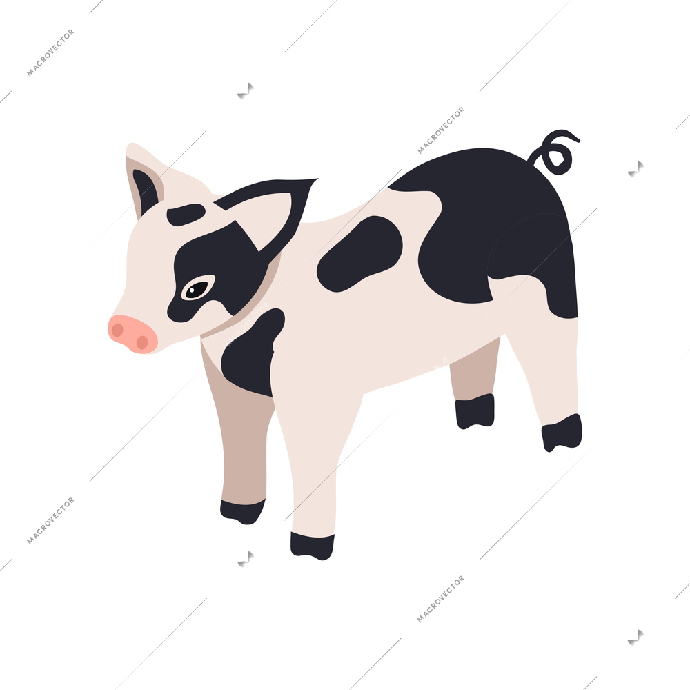 Cute little black and white piglet 3d isometric vector illustration