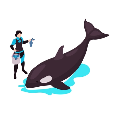 Isometric icon with coach feeding orca with fish in dolphinarium 3d vector illustration