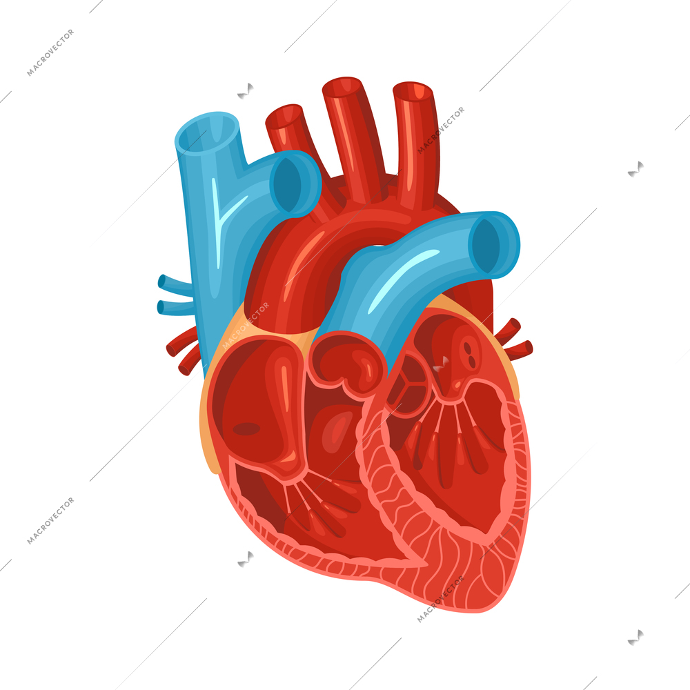 Healthy human heart on white background flat vector illustration