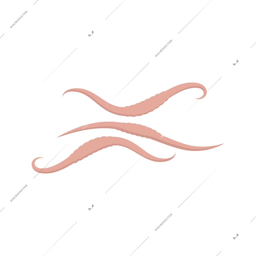 Three flat helminths ascarids intestinal worms isolated on white background vector illustration