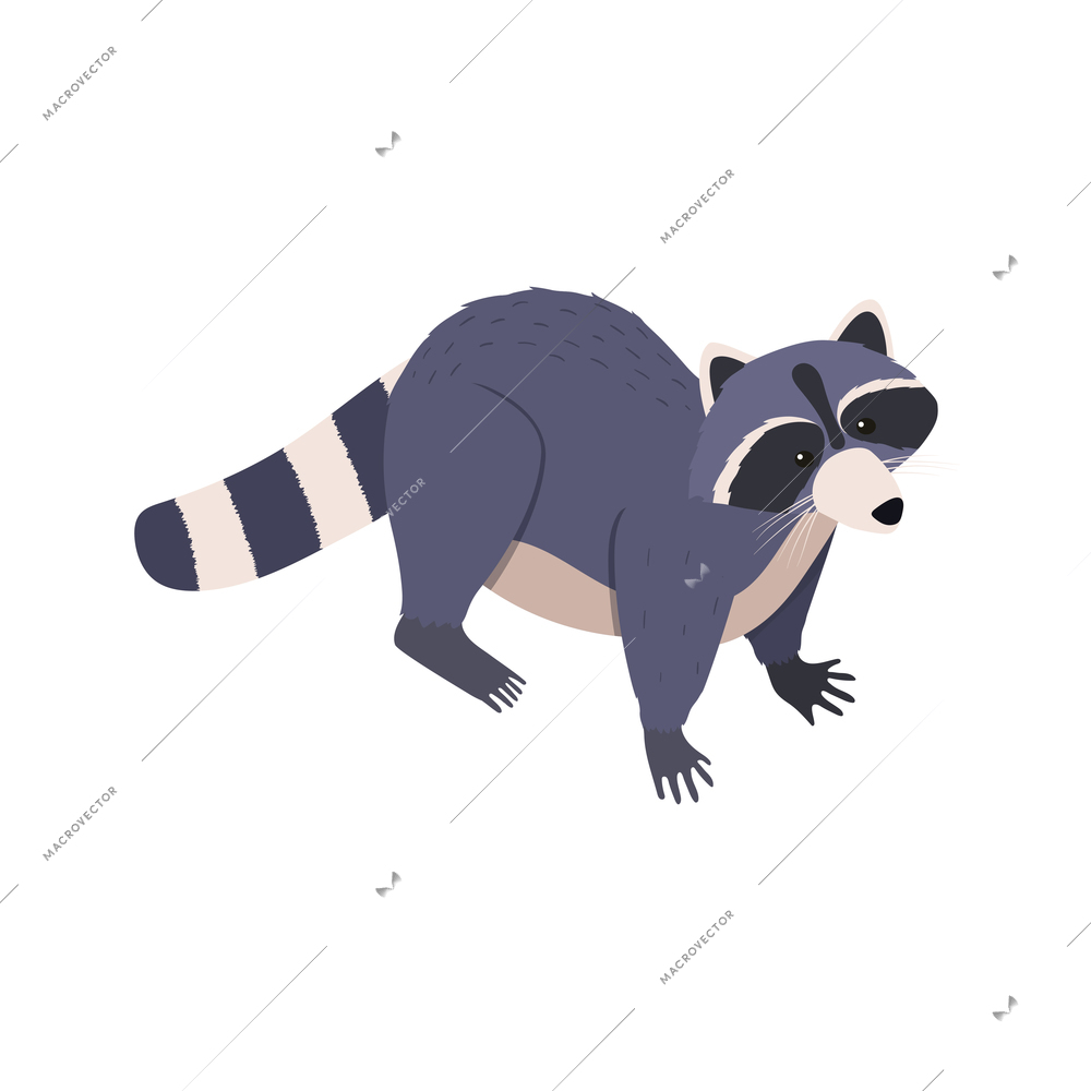 Cute racoon on white background 3d isometric vector illustration