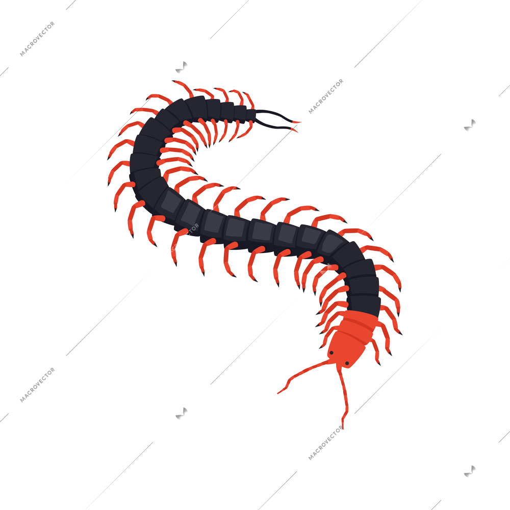 Color isometric centipede on white background vector illustration