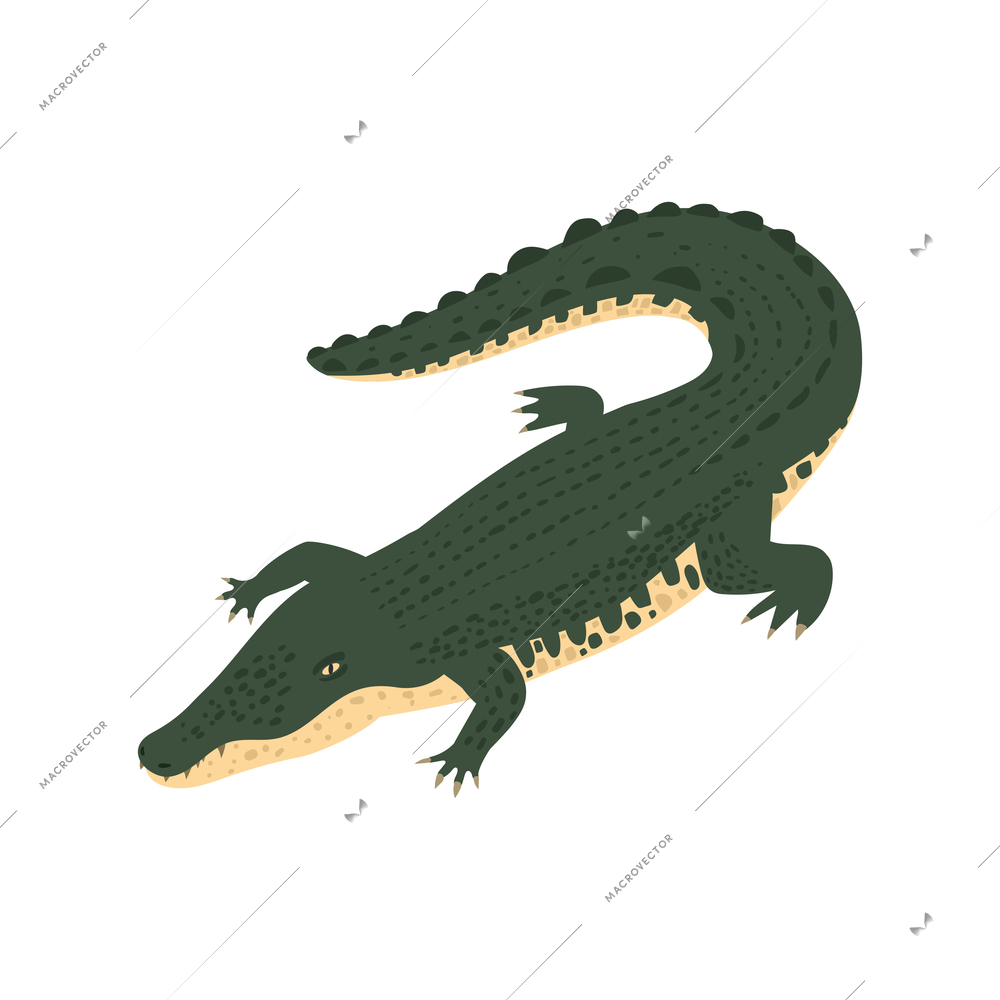 Isometric color icon with crocodile 3d vector illustration