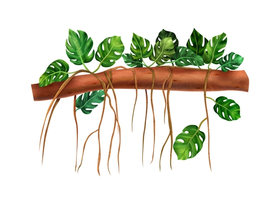 Exotic monstera vine twining round tree branch realistic vector illustration