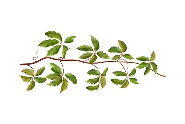 Realistic wild grape vine with green leaves on blank background vector illustration