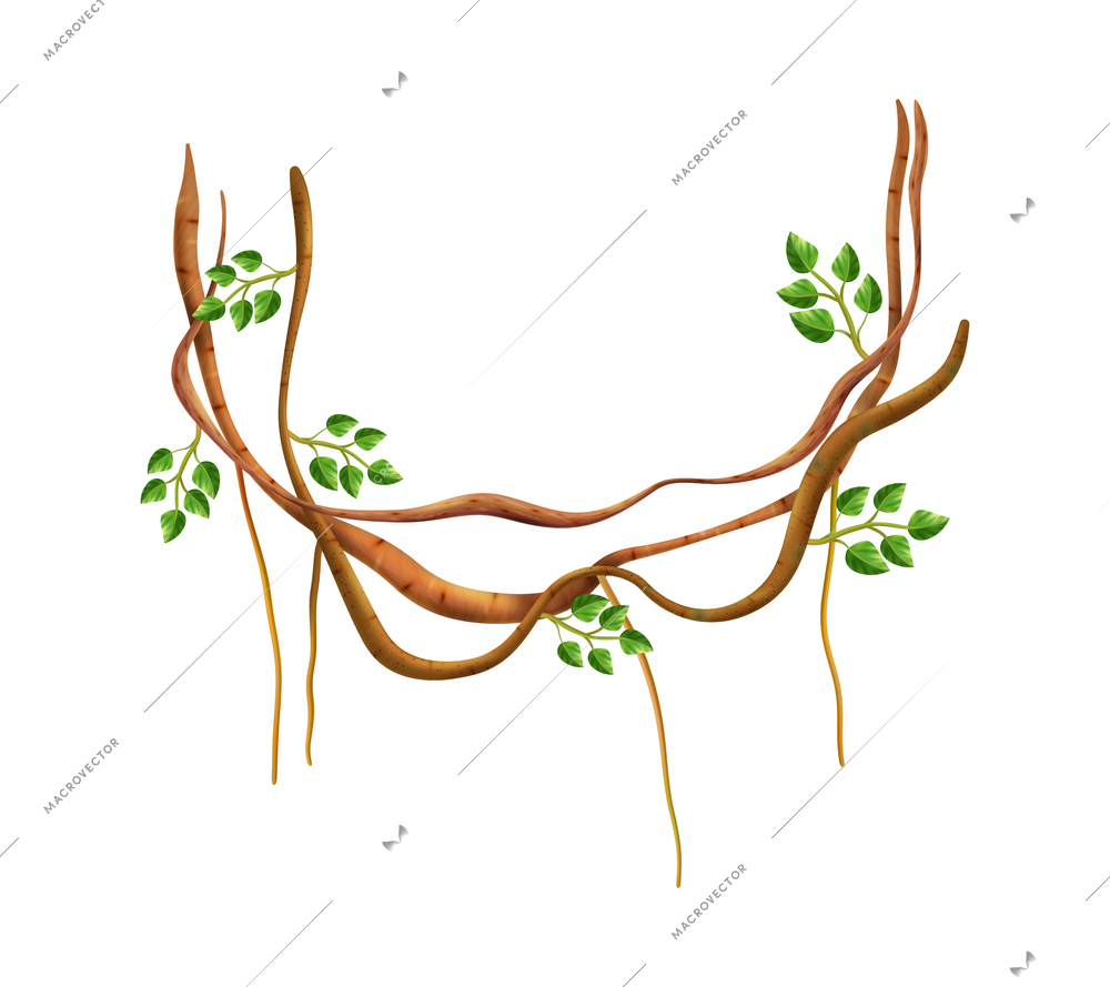 Realistic hanging liana branches with green leaves vector illustration