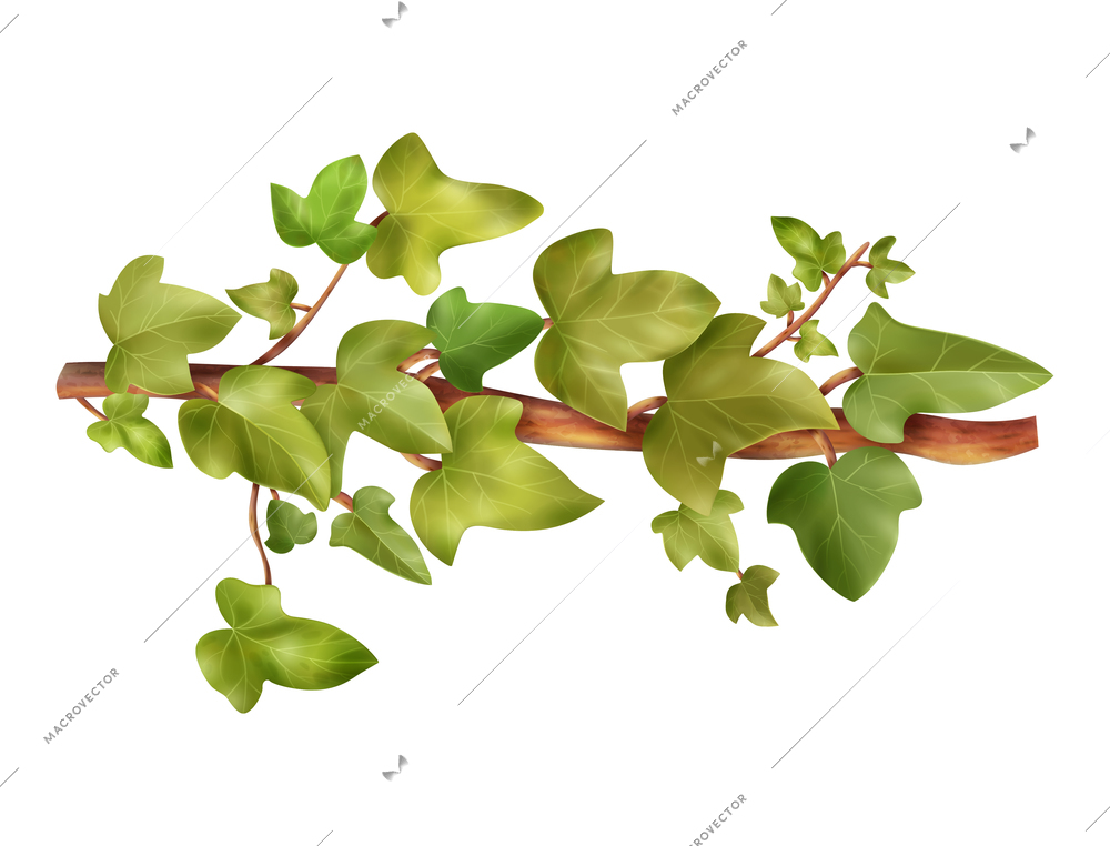 Tropical liana with green foliage realistic vector illustration