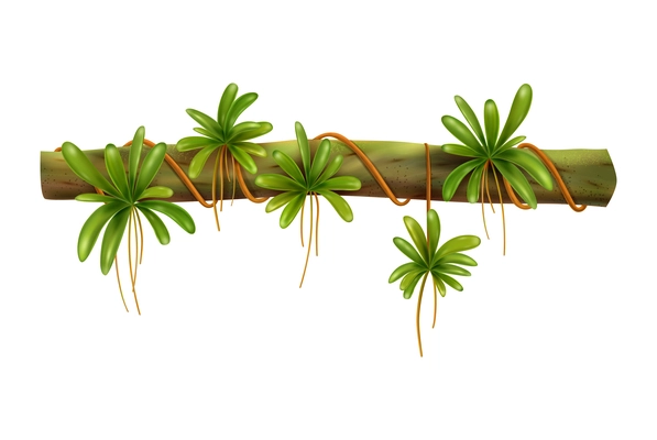 Tropical jungle vine with green leaves realistic vector illustration