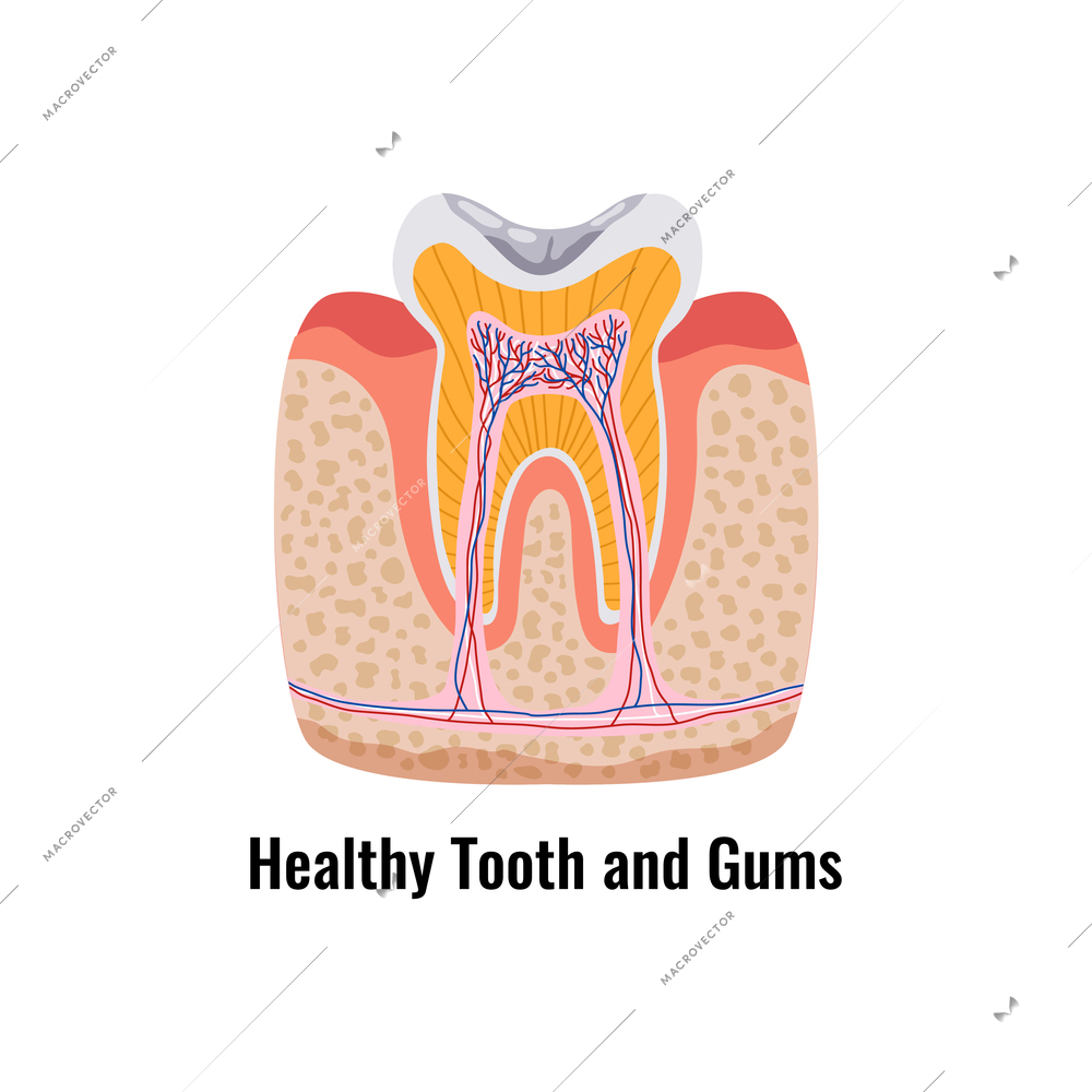 Dental anatomy poster with flat healthy tooth and gums vector illustration