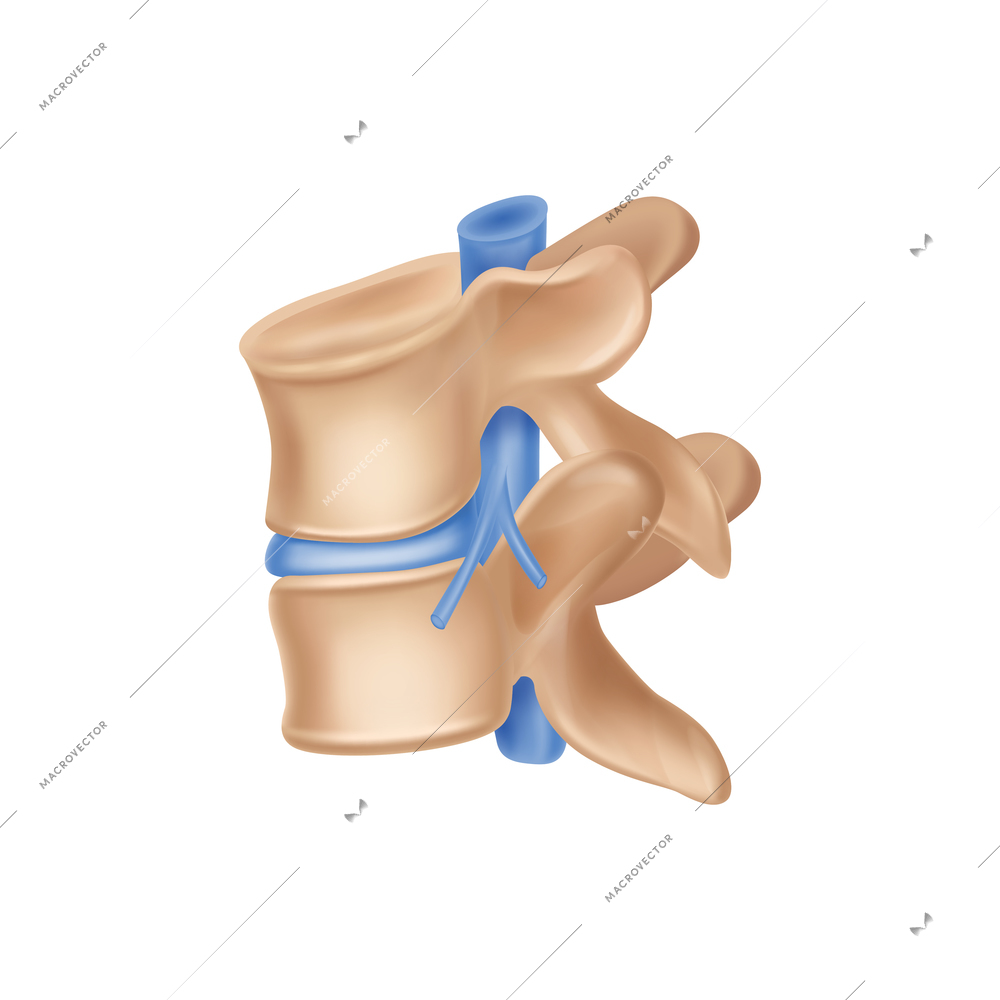 Realistic human spinal bone anatomy side view vector illustration