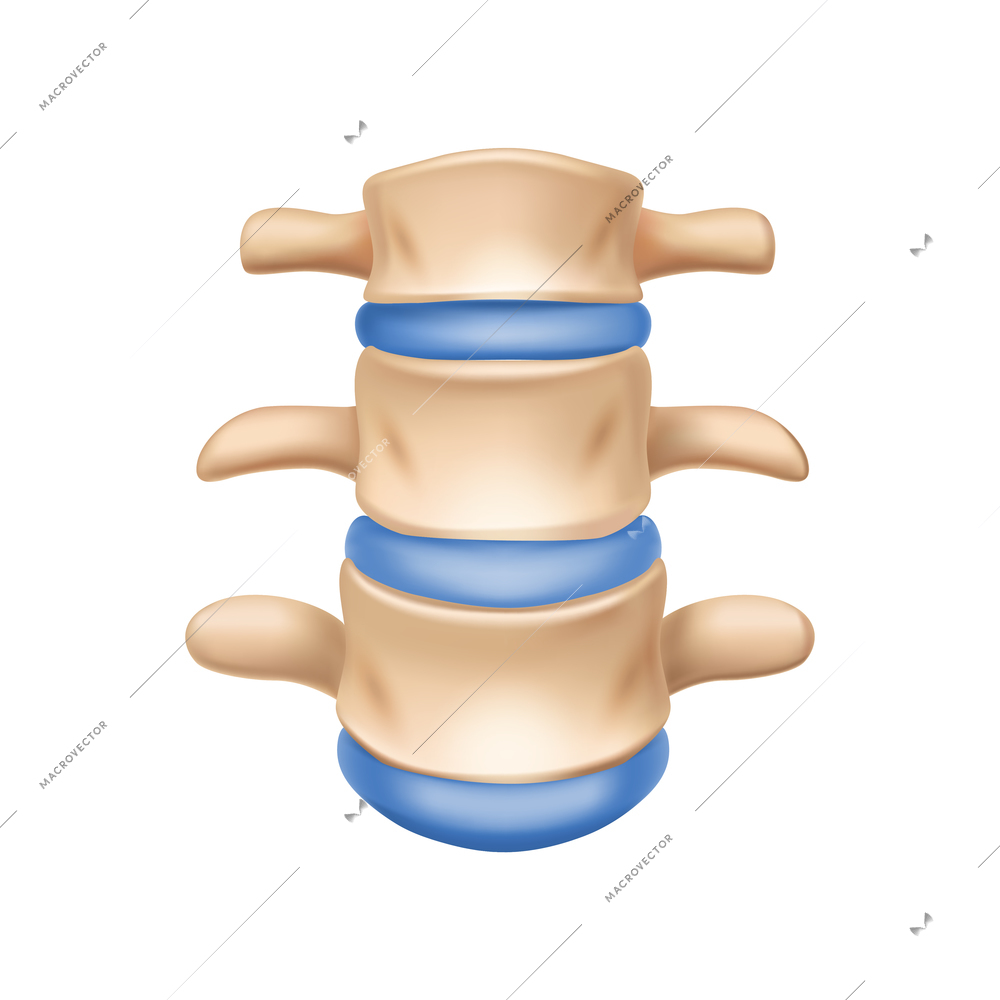 Realistic human spinal bone anatomy closeup on white background vector illustration