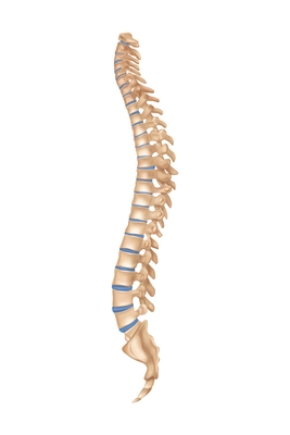 Human spine vertebral column anatomy side view realistic vector illustration