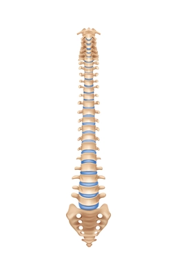 Human spine anatomy realistic vector illustration