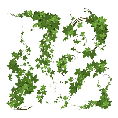 Ivy branches green climbing plant composition with isolated blosoms of ripe green leaves on blank background vector illustration